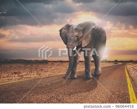 lonely elephant walks on an asphalt road 96064458