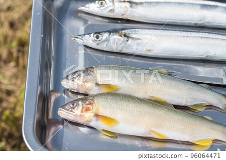 [Car camping on the riverbed of Nakatsugawa, making sweetfish and saury grilled with salt] 96064471