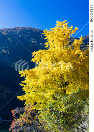 奧多摩湖和紅葉銀杏樹 奧多摩湖和紅葉銀杏樹 96064585