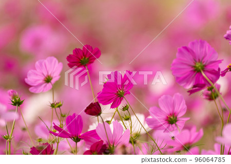 秋天的波斯菊領域的跡象 96064785