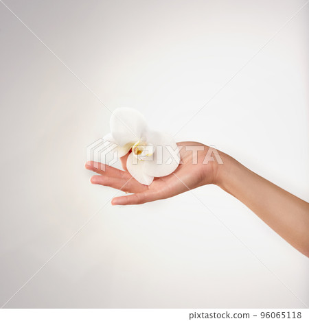 Hands as soft as a petal. Closeup studio shot of a womans hands holding an orchid. 96065118