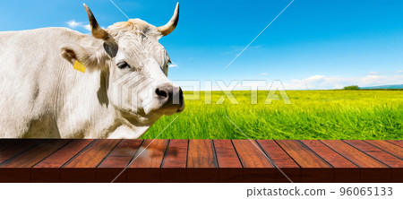 Dairy Cow and Empty Wooden Table on a Countryside Landscape Dairy Cow and Empty Wooden Table on a Countryside Landscape 96065133