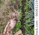 green onion root 96065219
