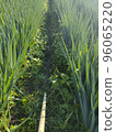 Weeding of green onions 96065220