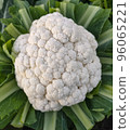 Cauliflower harvest 96065221