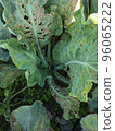 cauliflower disease 96065222