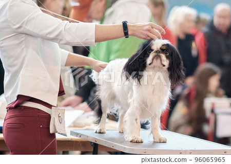 A woman holds a King Charles spaniel in a rack on a grooming table at a dog show A woman holds a King Charles spaniel in a rack on a grooming table at a dog show 96065965