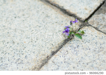 一朵紫色的小花,在混凝土的裂縫中旺盛地綻放 一朵紫色的小花,在混凝土的裂縫中旺盛地綻放 96066290