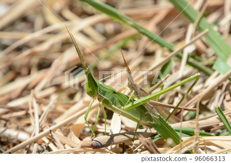 Long-tailed locust (female green, male brown) that can be confused with dry grass Long-tailed locust (female green, male brown) that can be confused with dry grass 96066313