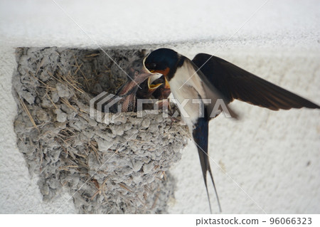 Swallow's Nest A parent swallow spreading its wings and feeding its chicks 96066323