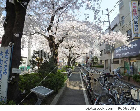 Cherry blossoms along the green road of Nomikawa Kakinokizaka (Meguro-ku, Tokyo) Cherry blossoms along the green road of Nomikawa Kakinokizaka (Meguro-ku, Tokyo) 96066398
