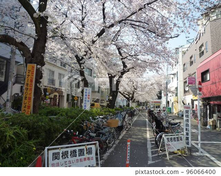 Cherry blossoms along the green road of Nomikawa Kakinokizaka (Meguro-ku, Tokyo) Cherry blossoms along the green road of Nomikawa Kakinokizaka (Meguro-ku, Tokyo) 96066400