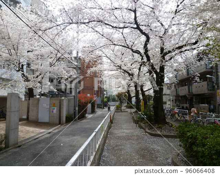 Cherry blossoms along the green road of Nomikawa Kakinokizaka (Meguro-ku, Tokyo) Cherry blossoms along the green road of Nomikawa Kakinokizaka (Meguro-ku, Tokyo) 96066408