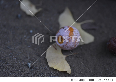 Ginkgo that fell to the ground Ginkgo that fell to the ground 96066524