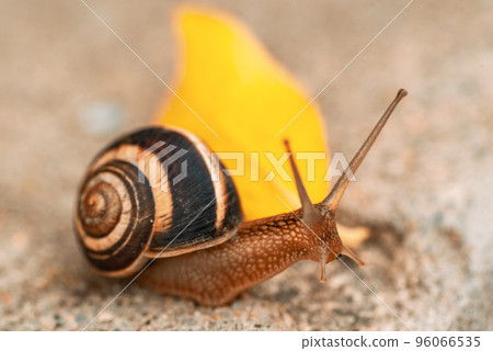A large snail in a shell crawls on the grass, autumn day in the garden. A large snail in a shell crawls on the grass, autumn day in the garden. 96066535