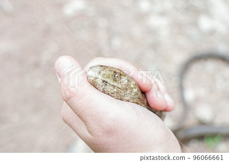 European legless lizard, Pseudopus apodus apodus, Sheltopusik. It's a non venomous reptile looks like a snake. Caught in Armenia 96066661