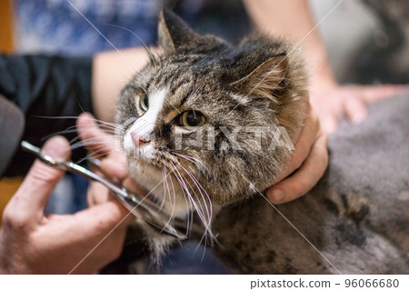 Cat grooming in pet beauty salon. Grooming master cuts and shaves a cat, cares for a cat portrait 96066680