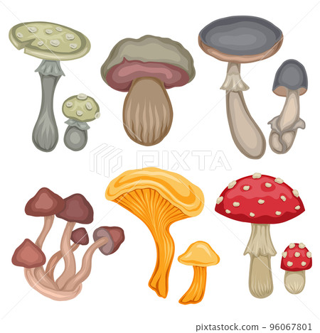 Vector set of colorful cartoon various poisonous mushrooms isolated from background. Amanita and false mushrooms. Natural clipart collection Vector set of colorful cartoon various poisonous mushrooms isolated from background. Amanita and false mushrooms. Natural clipart collection 96067801