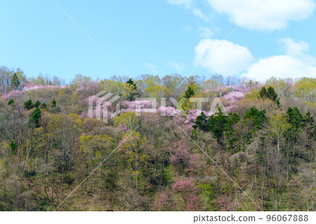 Wild cherry blossoms in Furano in spring Wild cherry blossoms in Furano in spring 96067888