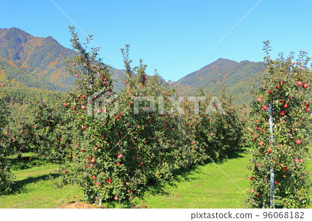 北阿爾卑斯山腳下的安曇野蘋果園 96068182