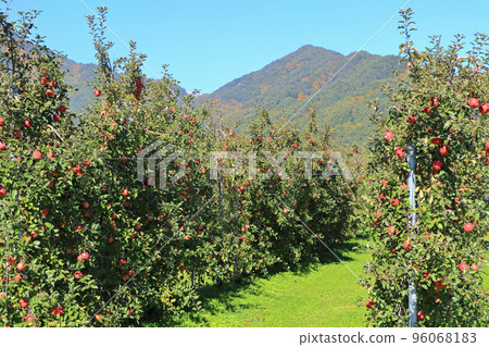 Azumino apple orchard at the foot of the Northern Alps 96068183