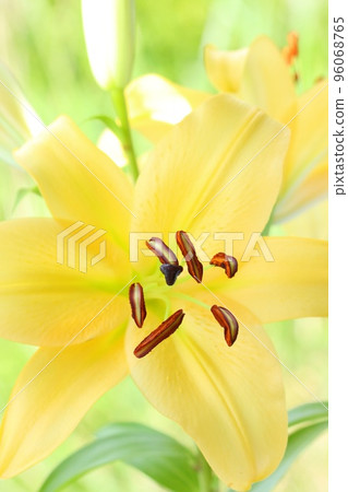 Large lilies, oriental hybrids, yellow flowers, bright background 96068765