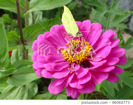 yellow lemongrass butterfly on a pink tsinia flower in a sunny summer garden. yellow lemongrass butterfly on a pink tsinia flower in a sunny summer garden. 96068773