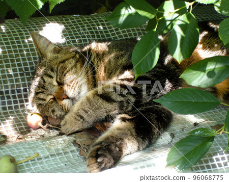 a striped cat sleeps sweetly in the garden under a tree on a sunny summer day. Laziness, relaxation, enjoyment, rest. Close-up. Hugs, a leisurely life, mental health. a striped cat sleeps sweetly in the garden under a tree on a sunny summer day. Laziness, relaxation, enjoyment, rest. Close-up. Hugs, a leisurely life, mental health. 96068775