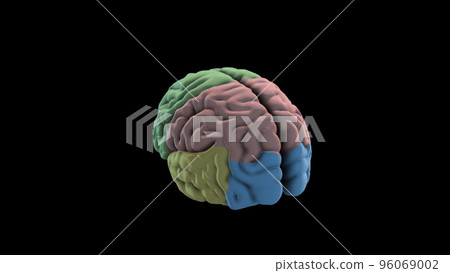 Brain Rotation Loop Background 3D Rendering Animation. Human Brain Lobe - Parts. 96069002