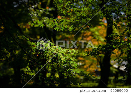 Aoba of autumn leaves 96069090
