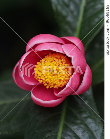 Red flower of Camellia japonicum Red flower of Camellia japonicum 96069168
