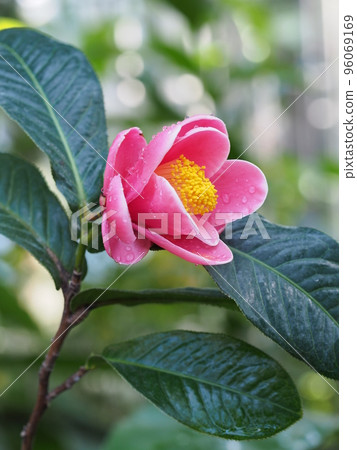 Red flower of Camellia japonicum Red flower of Camellia japonicum 96069169