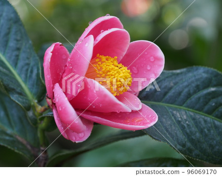 Red flower of Camellia japonicum Red flower of Camellia japonicum 96069170