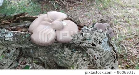 Natural oyster mushroom 96069313