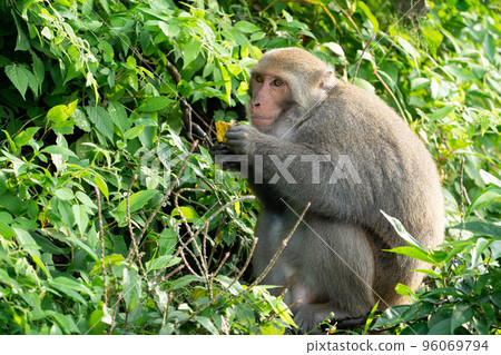 台灣獼猴 台灣 獼猴 猴子 Formosan macaque たいわんざる 台湾サル 台灣獼猴 台灣 獼猴 猴子 Formosan macaque たいわんざる 台湾サル 96069794