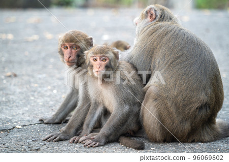 Taiwan Macaque Taiwan Macaque Monkey Formosan macaque たいわんざる Taiwan サル Taiwan Macaque Taiwan Macaque Monkey Formosan macaque たいわんざる Taiwan サル 96069802