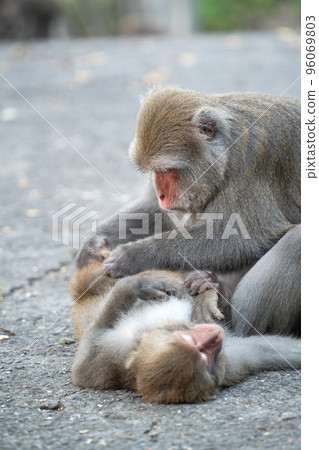 Taiwan Macaque Taiwan Macaque Monkey Formosan macaque たいわんざる Taiwan サル Taiwan Macaque Taiwan Macaque Monkey Formosan macaque たいわんざる Taiwan サル 96069803