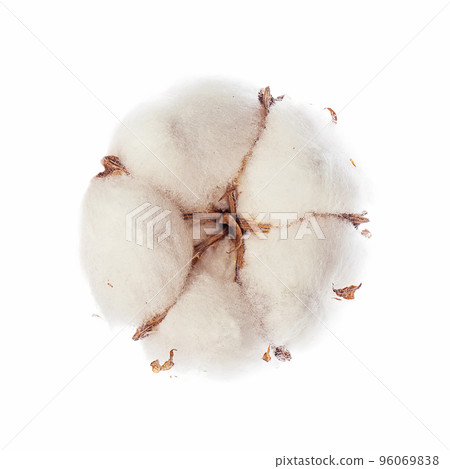 Cotton plant flower isolated on white background Cotton plant flower isolated on white background 96069838