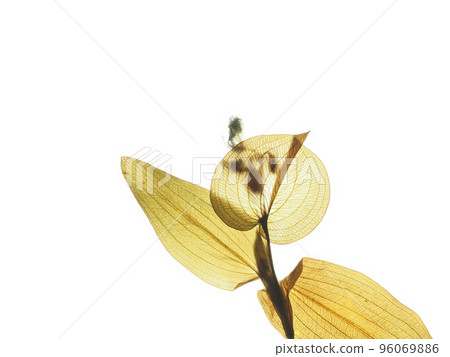 Pressed flower of Commelina Pressed flower of Commelina 96069886