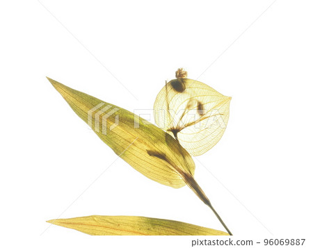 Pressed flower of Commelina 96069887