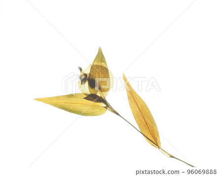 Pressed flower of Commelina 96069888