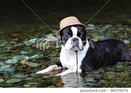 A Boston terrier with a straw hat staring cutely at the shallow waters of the Tokigawa River in Tokigawa Town, a popular spot for playing in the river♡Mighty-kun♡ A Boston terrier with a straw hat staring cutely at the shallow waters of the Tokigawa River in Tokigawa Town, a popular spot for playing in the river♡Mighty-kun♡ 96070070