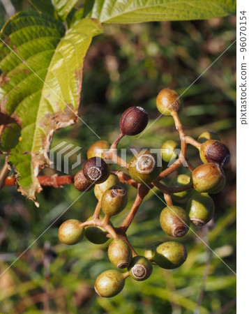 Hilohakonronka 的果實 Hilohakonronka 的果實 96070154