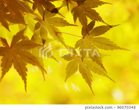 秋天的樹葉 秋天的樹葉 96070348