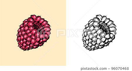 Raspberries in vintage style. Summer fruit. Berries. Engraved hand drawn in old sketch. 96070468