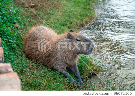 The largest rodent in the world Capybara in a city by the river The largest rodent in the world Capybara in a city by the river 96071100