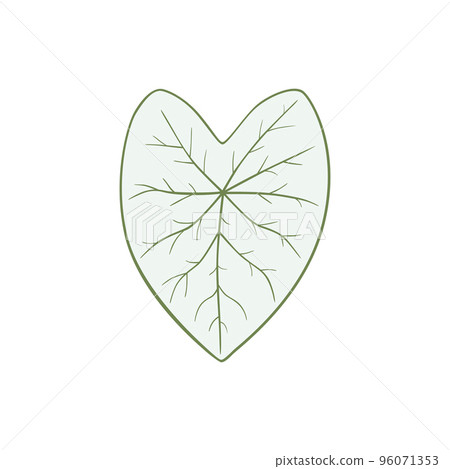 Caladium Candidum, white leaf with green streaks 96071353