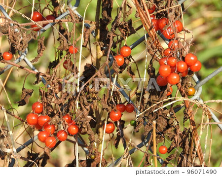 Fruit of brown-eared bulbul Fruit of brown-eared bulbul 96071490