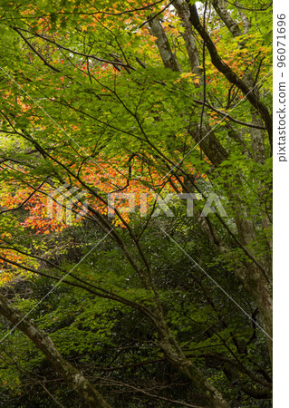Fall in the green Fall in the green 96071696