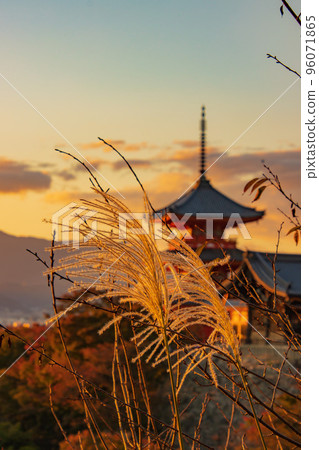 Kiyomizu three-storied pagoda and pampas grass bathed in the setting sun 96071865